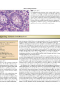 Atlas Of Allergic Diseases P6 1000X1294