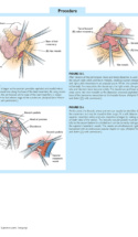Atlas Of Laparoscopic Laser Surgery P4 1000X1228